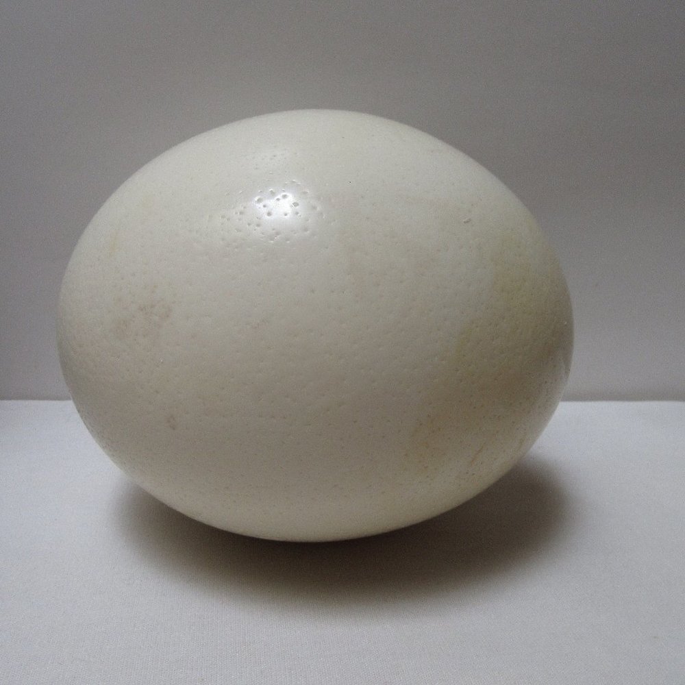 OSTRICH EGG FOR ART CRAFTS  Hard Shell Painting Display